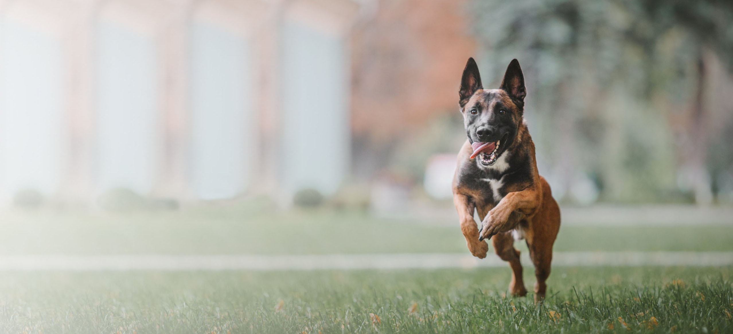 k9-protection-training-citadel-k9-trainers